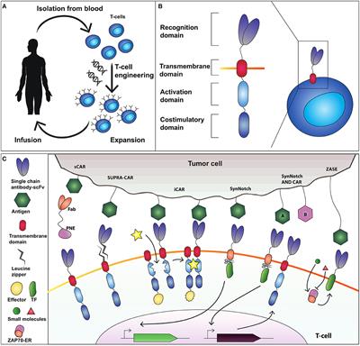 Engineered Cell-Based Therapeutics: Synthetic Biology Meets Immunology